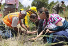 Sheinbaum plants a tree as part of a reforestation campaign in Puebla