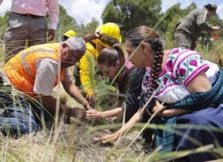 Sheinbaum plants a tree as part of a reforestation campaign in Puebla