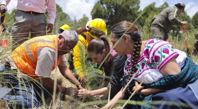 Sheinbaum plants a tree as part of a reforestation campaign in Puebla
