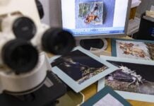 fungi research