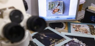fungi research