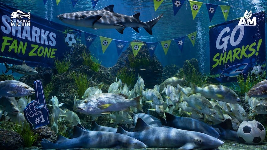 Sharks swim in a tank at Guadalajara's Michin Aquarium.