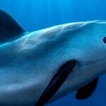 vaquita
