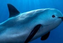 vaquita