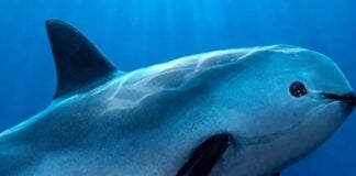 vaquita