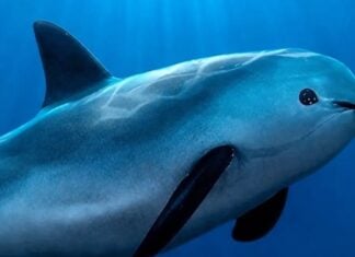 vaquita
