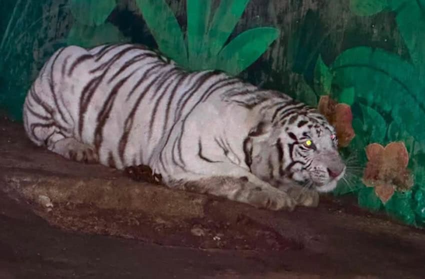 tige