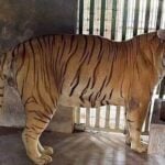 tiger
