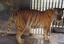 tiger