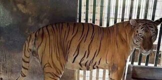 tiger