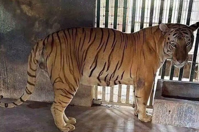 tiger