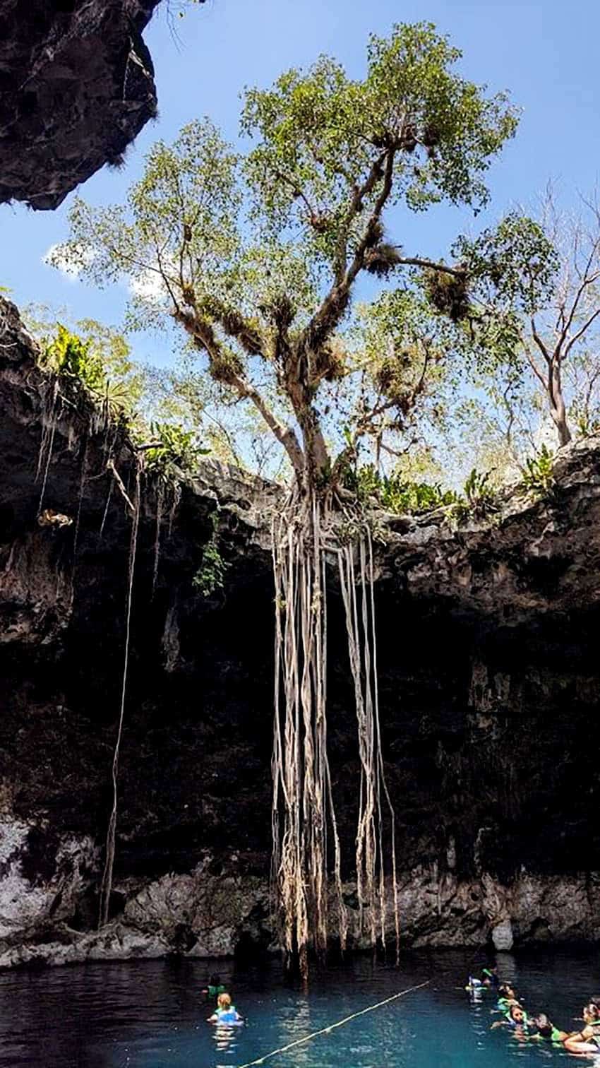 tree roots dangling into Cenote X'ooch