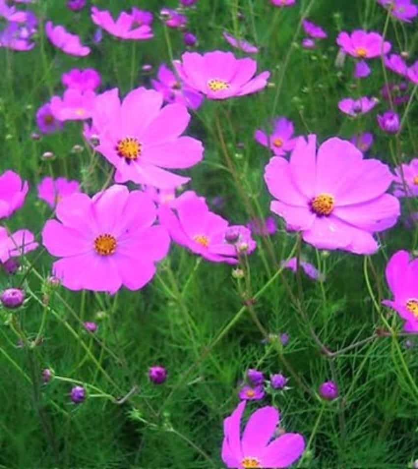 Wild mirasol, or cosmos, flowers