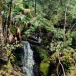 El Cielo Biosphere Reserve in Tamaulipas
