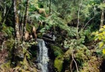 El Cielo Biosphere Reserve in Tamaulipas