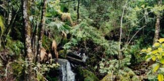 El Cielo Biosphere Reserve in Tamaulipas