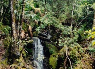 El Cielo Biosphere Reserve in Tamaulipas
