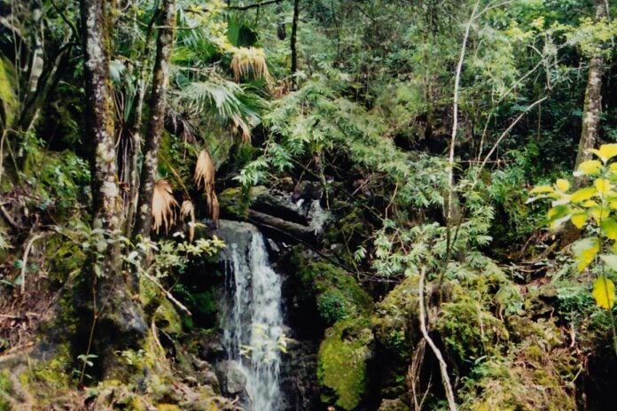 El Cielo Biosphere Reserve in Tamaulipas