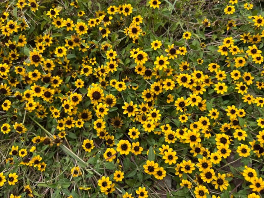 Mexican sunflowers covering a field