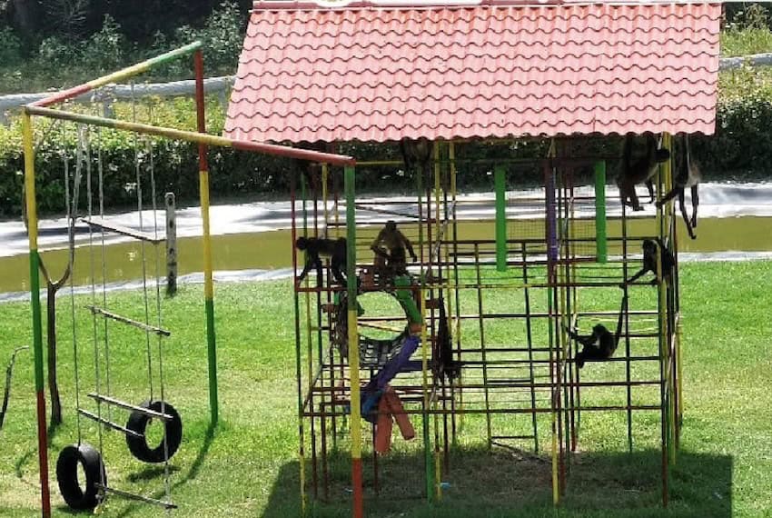 monkeys