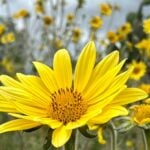 A field of wild Mexican sunflowers