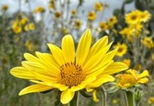 A field of wild Mexican sunflowers