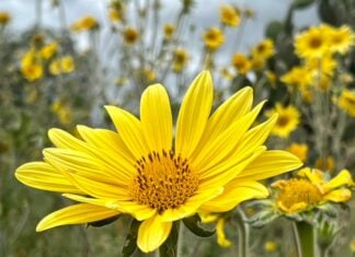 A field of wild Mexican sunflowers