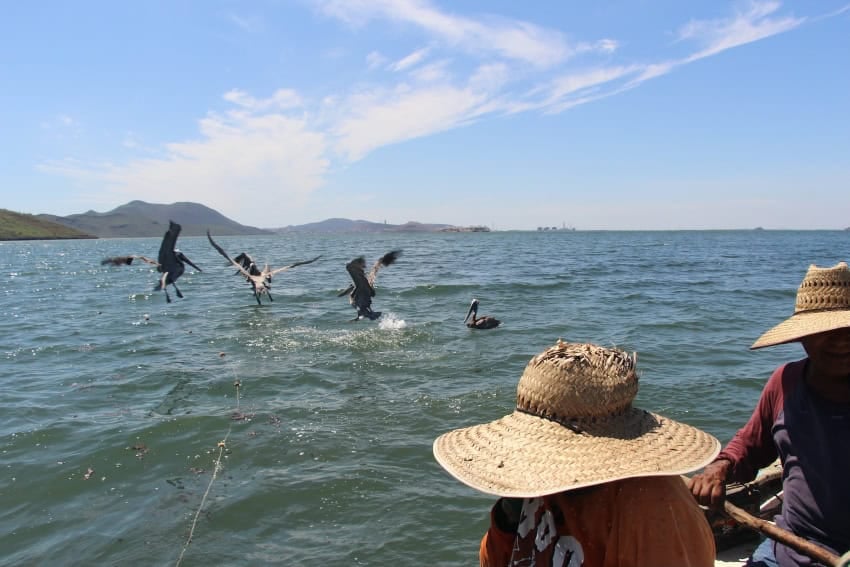 Pelicans in Topolobampo