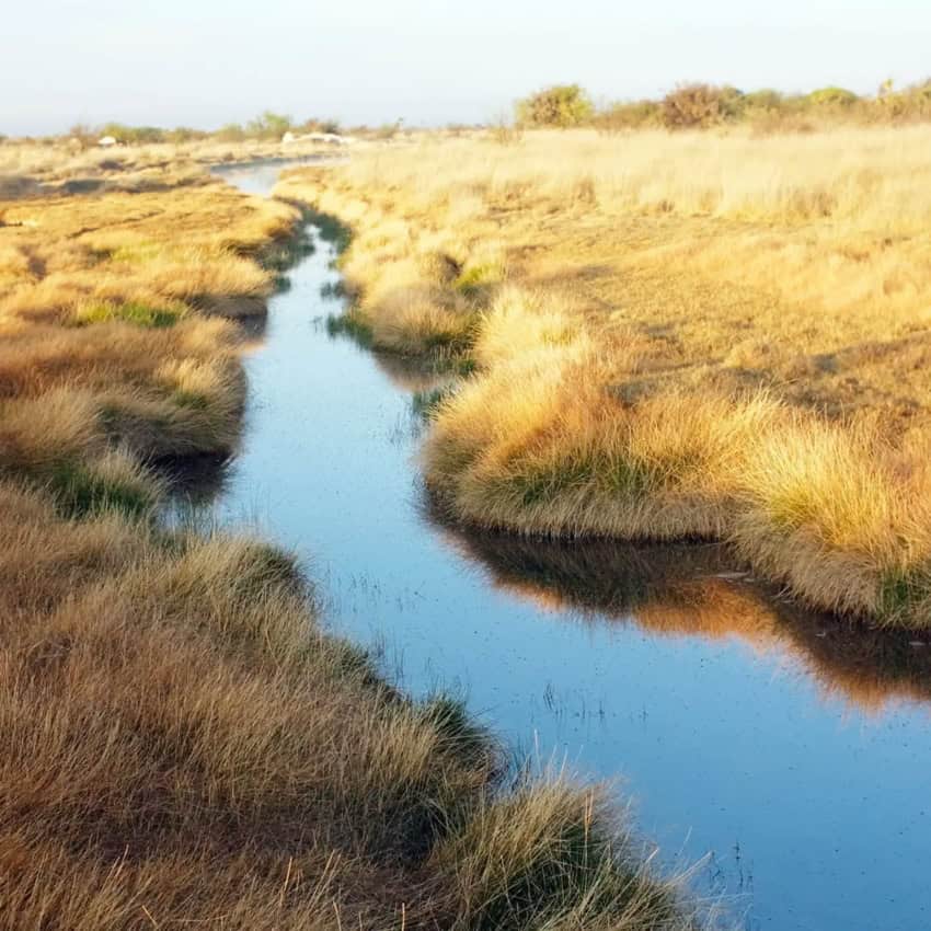 Stream flowing in Wirikuta