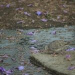 Bird looking for drinking water in Mexico City
