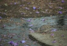 Bird looking for drinking water in Mexico City