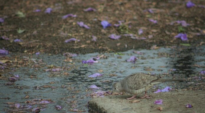 Bird looking for drinking water in Mexico City