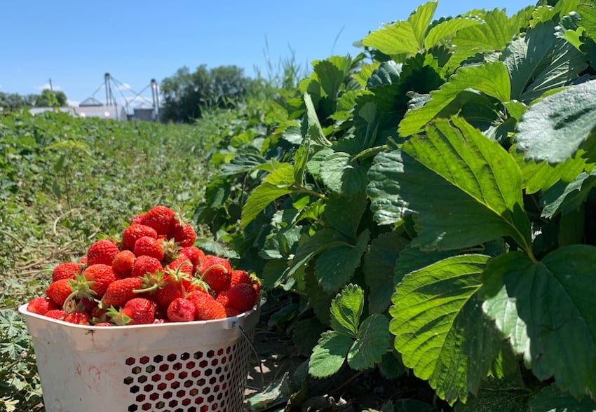 strawberry field s(forever)
