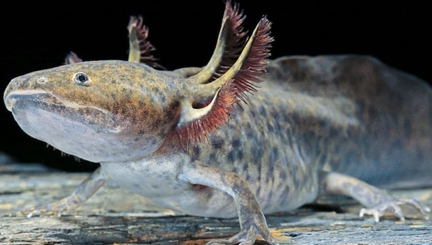 axolotl