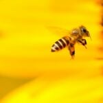 Honey bee pollinating a flower