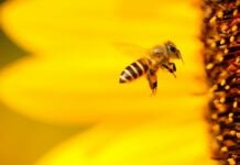 Honey bee pollinating a flower