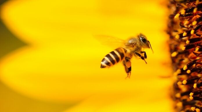 Honey bee pollinating a flower