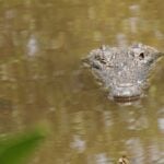An american crocodile in brown watering with its eyes and nose above the water.