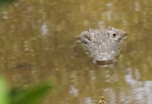 An american crocodile in brown watering with its eyes and nose above the water.
