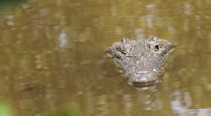 An american crocodile in brown watering with its eyes and nose above the water.