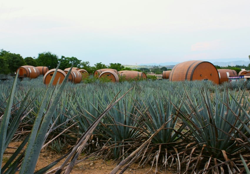 Agave fields in Tequila, Jalisco
