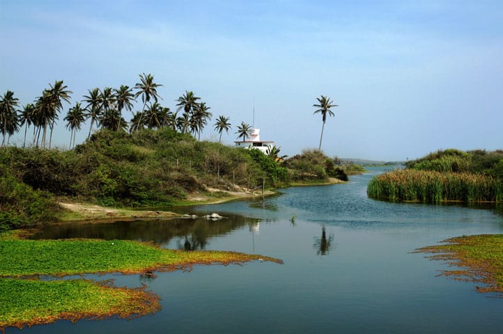 a body of water coming from sea into an estuary with reeds and palm trees