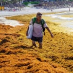 A man holding a bag wades through piles of sargassum seaweed at an almost empty beach.