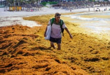 A man holding a bag wades through piles of sargassum seaweed at an almost empty beach.