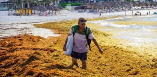 A man holding a bag wades through piles of sargassum seaweed at an almost empty beach.