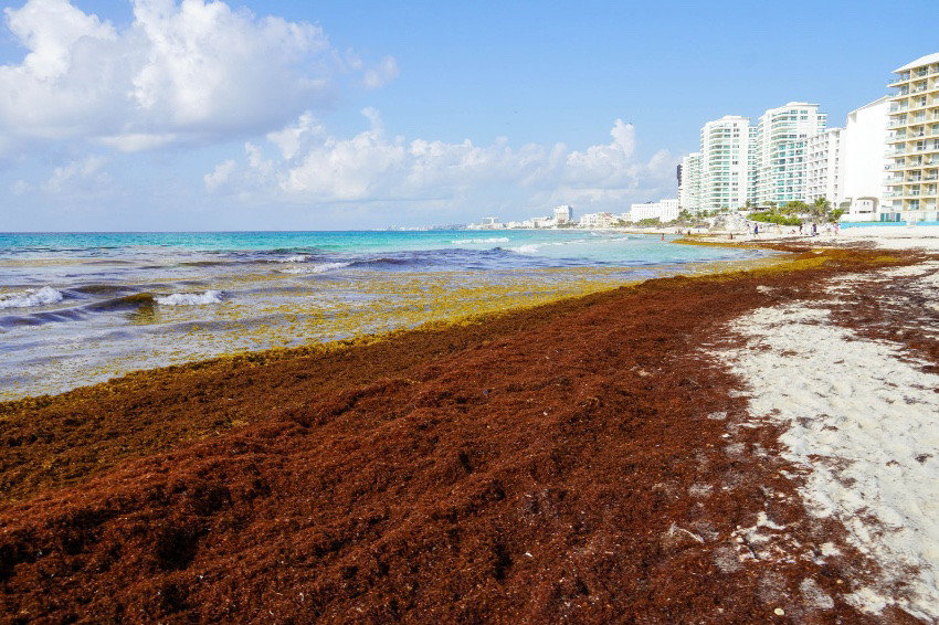 a blue beach with white sand is covered with brown seaweed