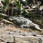 Crocodile