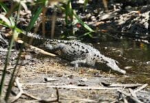 Crocodile
