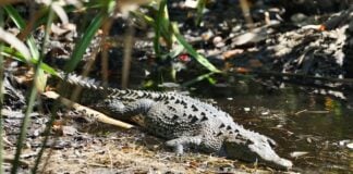 Crocodile