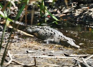 Crocodile